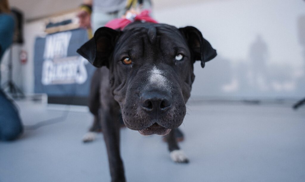 Close-up of a black dog with heterochromia, one blue eye and one brown eye, standing on a light-colored surface with people and a sign blurred in the background.