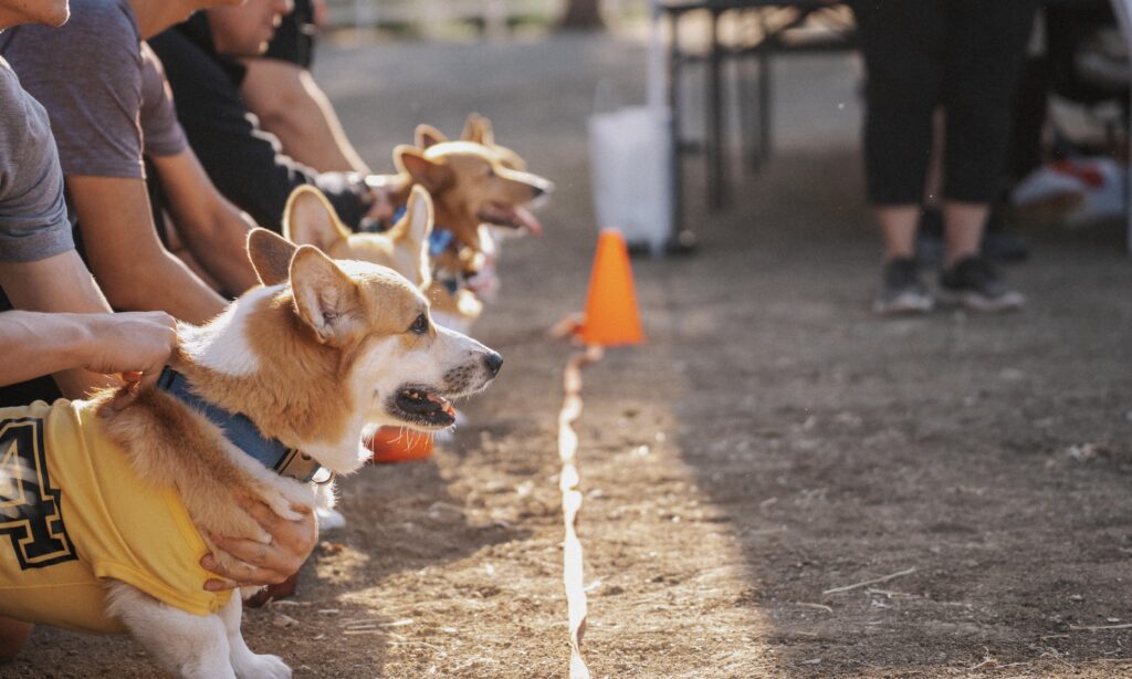 Several corgis in yellow jerseys are lined up at a starting line, held by people, preparing for a race; orange cones mark the course.