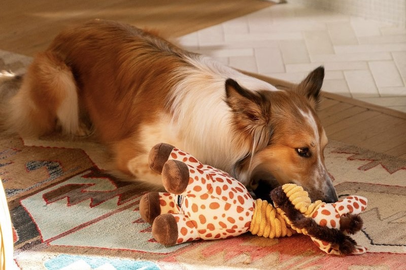 Dog Playing with Bungee Buddiez Giraffe