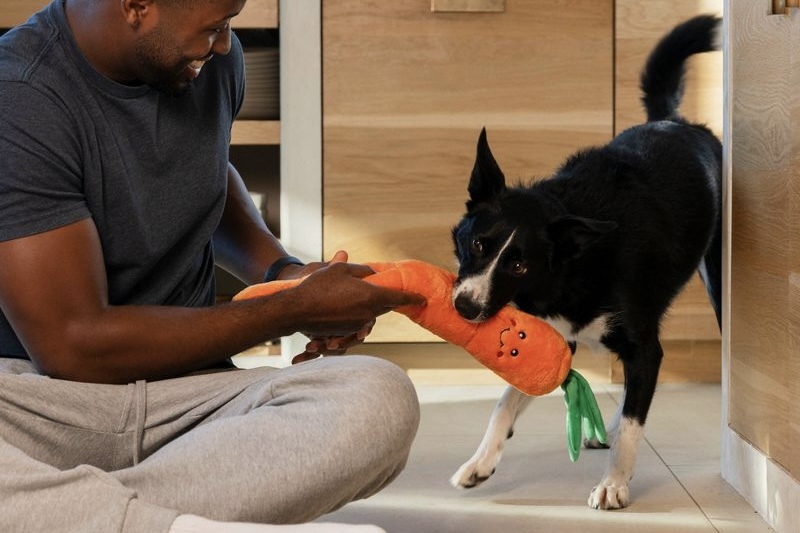 Man and Dog Playing with Jigglerz Carrot