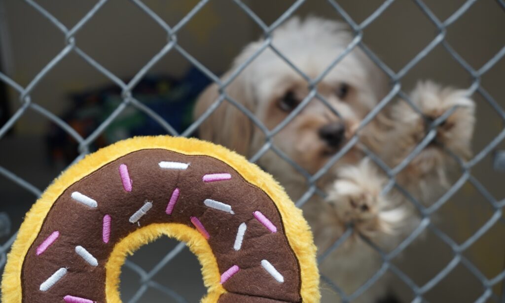 A small dog behind a metal fence reaches towards a brown and yellow plush donut toy in the foreground.