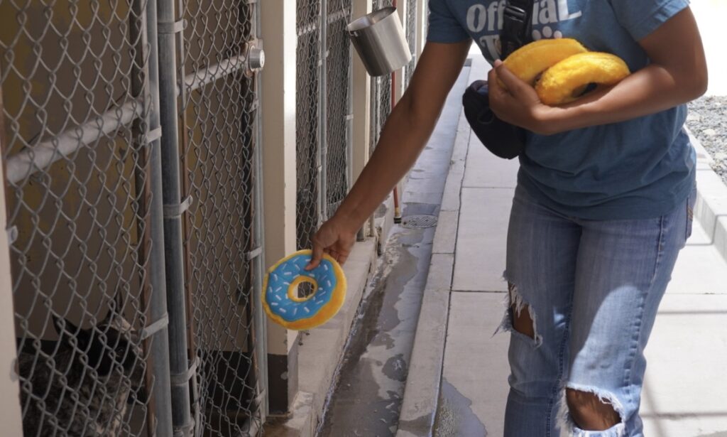 A person holding a plush toy shaped like a donut reaches toward a kennel containing a dog behind a metal fence.