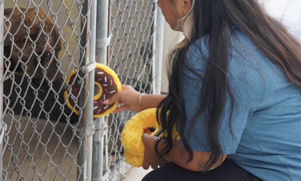A person in a blue shirt holds out a plush donut toy to a dog behind a chain-link fence at an animal shelter.