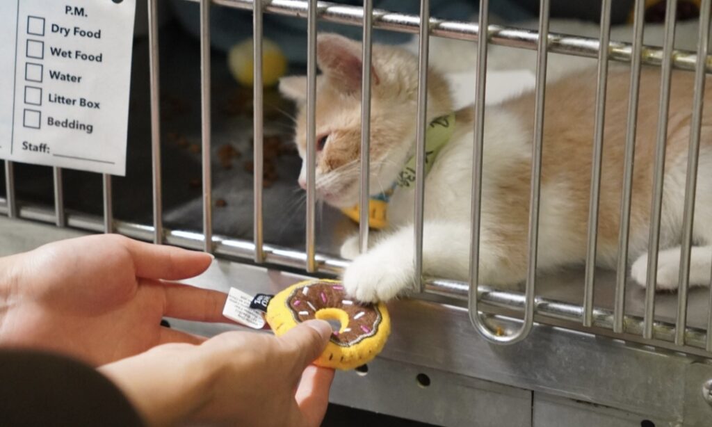 A person hands a toy donut to a light orange and white cat reaching through the bars of a metal cage in an animal shelter.