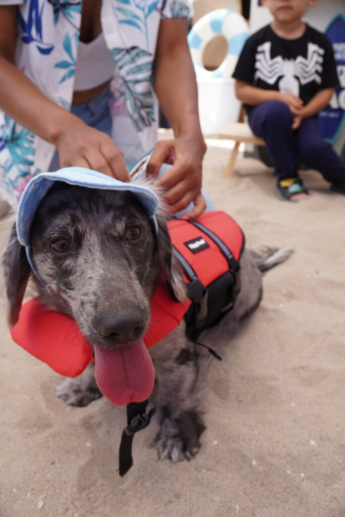 A dog wearing a red life jacket and blue hat sits on sand while a person adjusts its hat; a child sits in the background.
