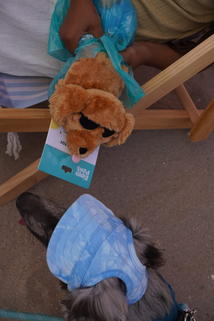 A person holds a plush dog toy with sunglasses near a real dog wearing a blue cap, both on a sandy surface.