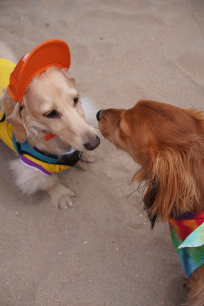 Two small dogs on sand, one wearing a yellow outfit and orange cap, the other in a colorful bandana, touch noses.