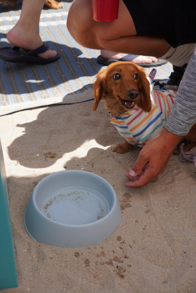 A dachshund wearing a striped shirt sits on sand next to a water bowl, looking up at a person crouching nearby.