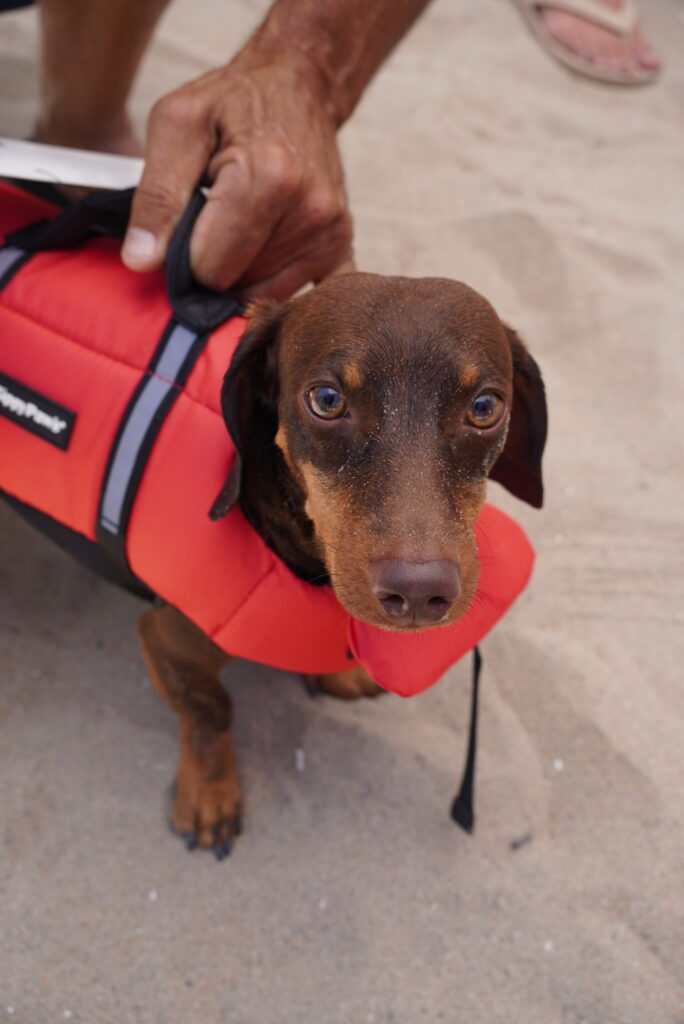 A dachshund wearing a red life jacket stands on sand while a person holds the handle on its back.