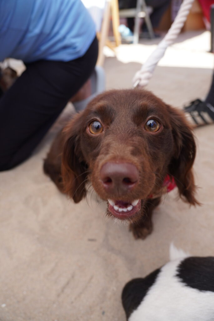 A brown dog on a leash looks up at the camera, mouth slightly open, while standing on sand near a person wearing dark pants.