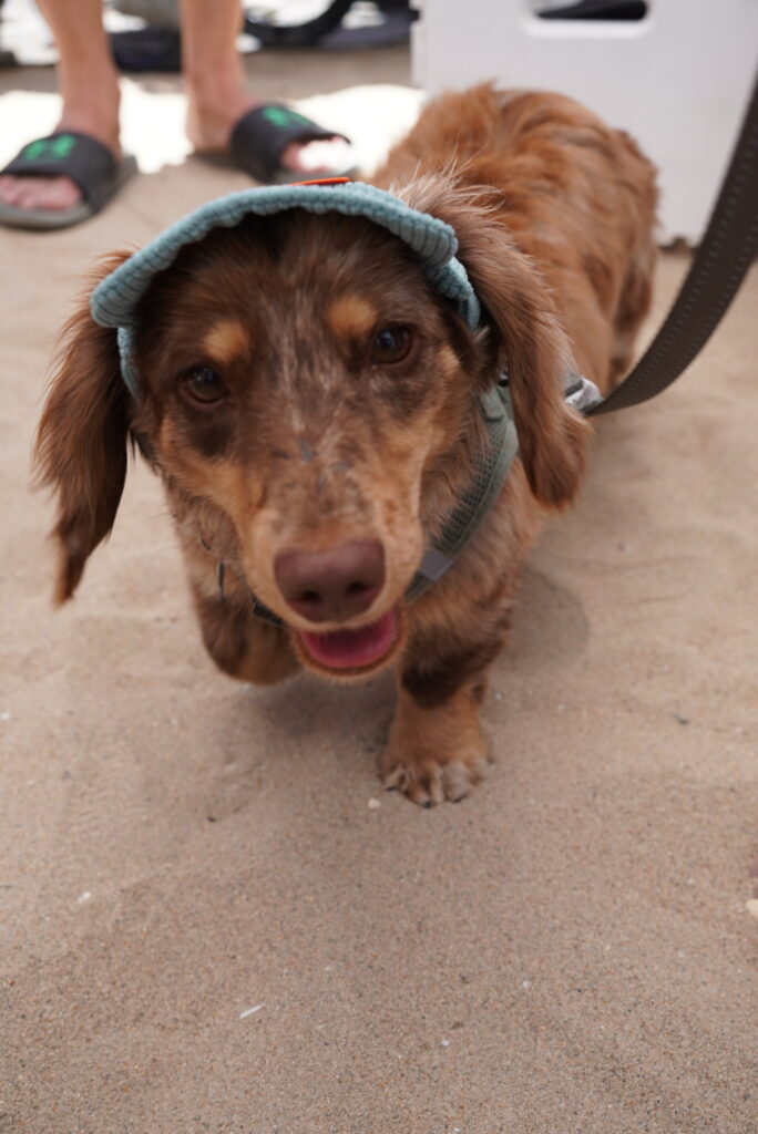 A brown dachshund wearing a blue cap and harness stands on sandy ground, with a leash attached. A person's feet in sandals are visible in the background.
