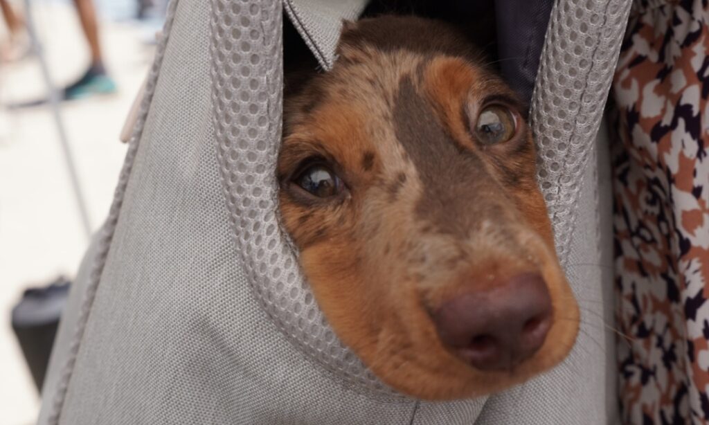 A brown and tan dog peers out from inside a gray fabric bag, with its face partially framed by the bag’s opening.