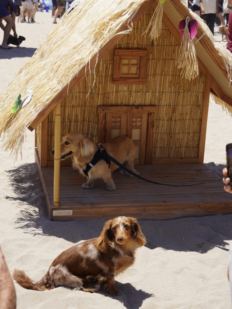 Two dachshunds, one sitting in front and one standing inside a small thatched-roof wooden hut, are at a sandy beach event with people and other dogs in the background.
