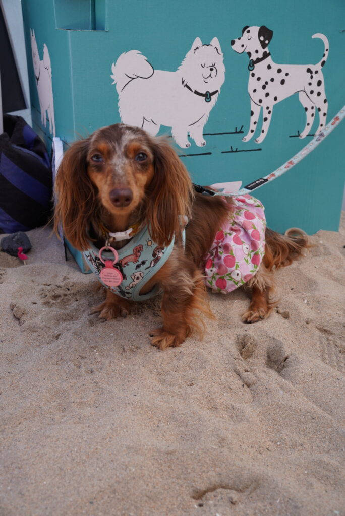 A long-haired dachshund wearing a blue harness and pink diaper stands on sand in front of a blue box with illustrations of dogs.