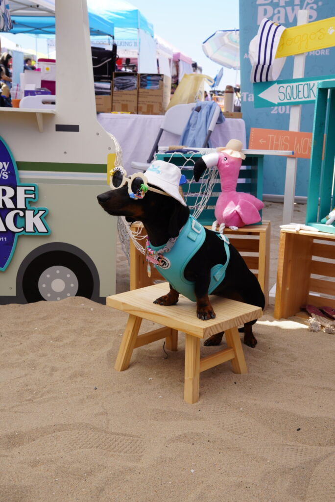 A dachshund wearing sunglasses, a hat, and a turquoise harness sits on a wooden stool at a beach-themed outdoor event.