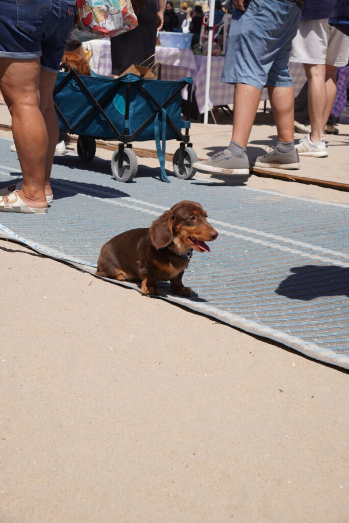 A brown dachshund sits on a blue outdoor mat at a crowded outdoor event, surrounded by people and a blue wagon.