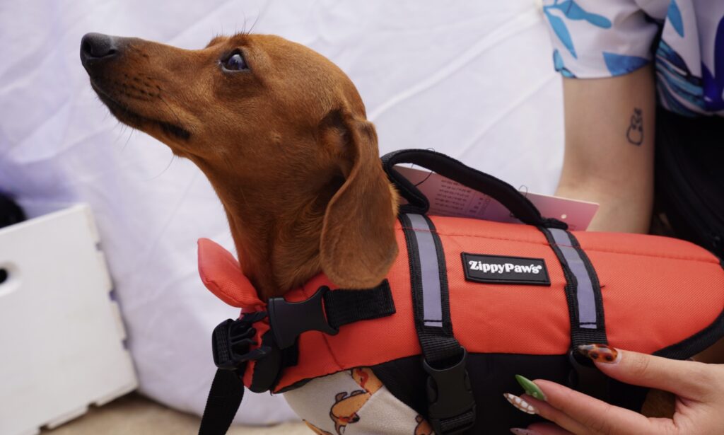A dachshund wearing a red ZippyPaws life jacket looks upward while someone holds its side.