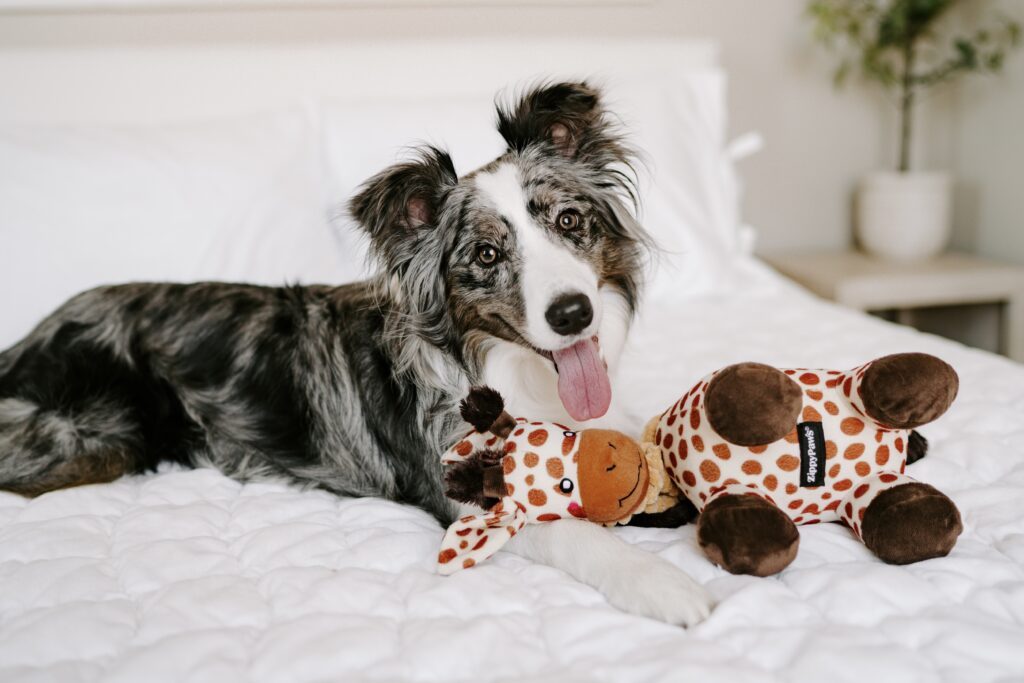 A dog with a merle coat lies on a white bed with its head resting on a plush giraffe toy.