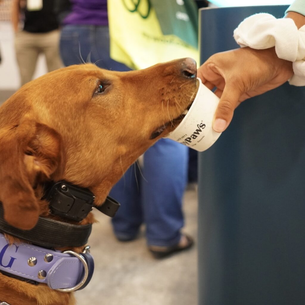 A brown dog with a purple collar drinks from a small cup held by a person wearing a white scrunchie. People and colorful bags are visible in the blurred background.