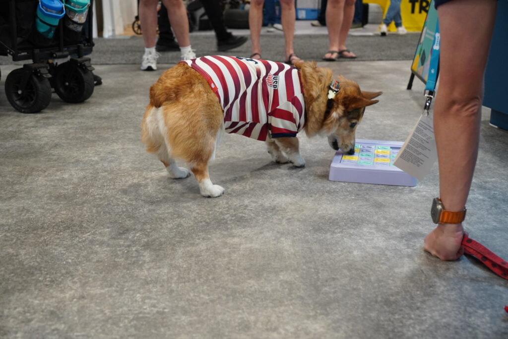 A corgi wearing a striped shirt investigates a puzzle toy on the floor, surrounded by people standing nearby.