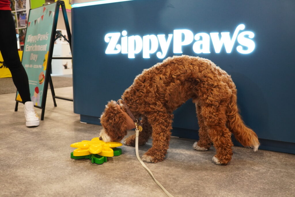 A curly-haired brown dog sniffs a yellow interactive toy on the floor in front of a ZippyPaws display at an event.