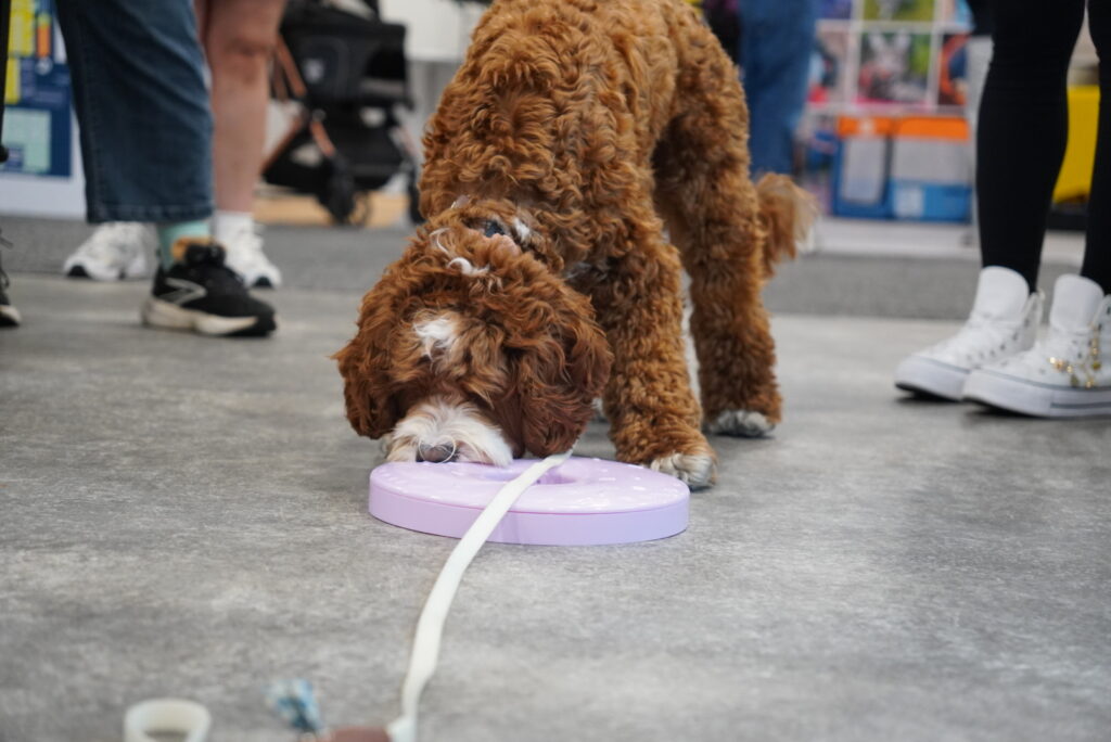 A brown curly-haired dog sniffs a lavender circular object on the floor, surrounded by people standing nearby.