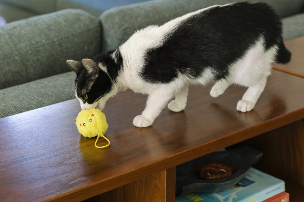 A black and white cat sniffs a yellow fluffy toy on a wooden surface in front of a green couch.