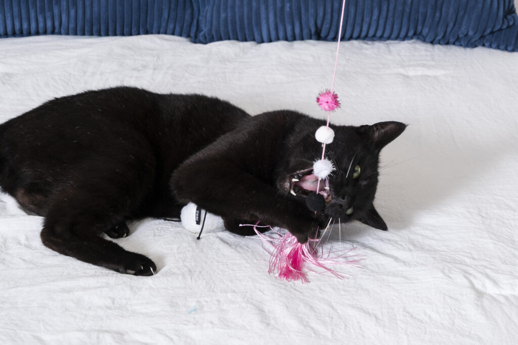 Black cat lying on a white bed, biting and playing with a pink and white string toy, with a blue cushion in the background.