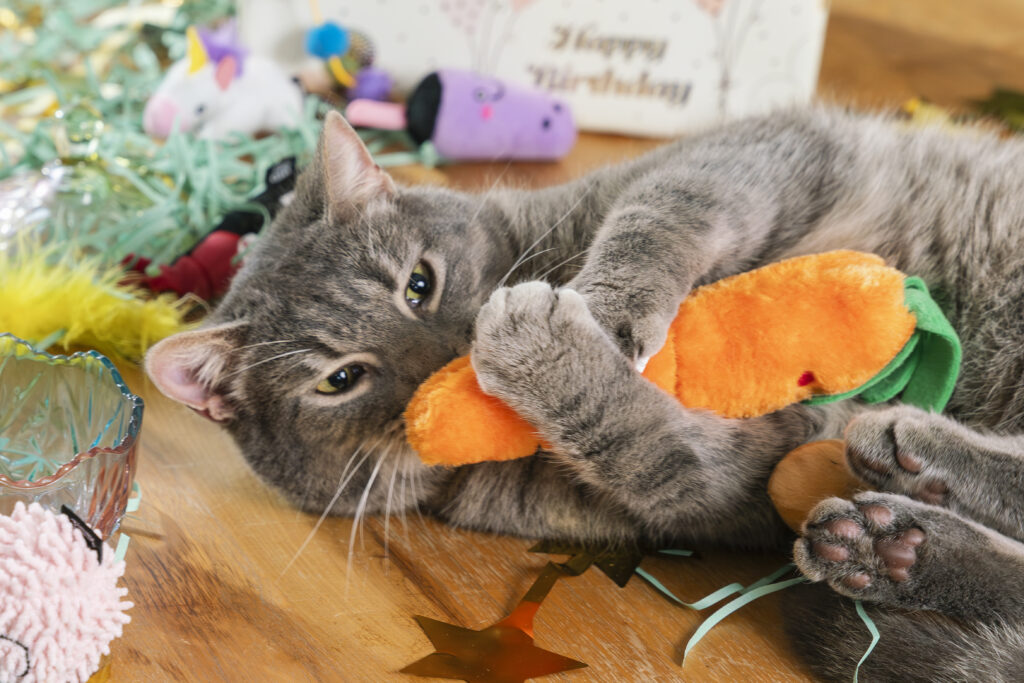 Gray cat lying on a wooden floor, hugging and biting an orange plush carrot toy, surrounded by colorful birthday decorations and other toys.