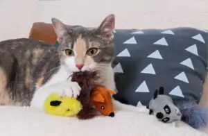 How to Keep Your Indoor Cat Easily Entertained