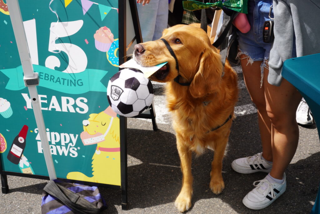 A golden retriever holds a soccer ball toy in its mouth next to a colorful sign and people standing outdoors at an event.