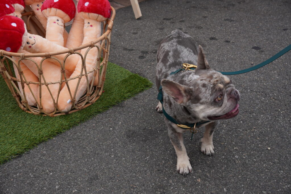 A gray and white French bulldog on a leash stands on pavement next to a basket of plush red-capped mushroom toys.