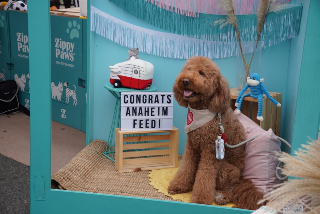 A brown curly-haired dog sits beside a sign that reads “CONGRATS ANAHEIM FEED!” in a teal booth decorated with dog toys and props.