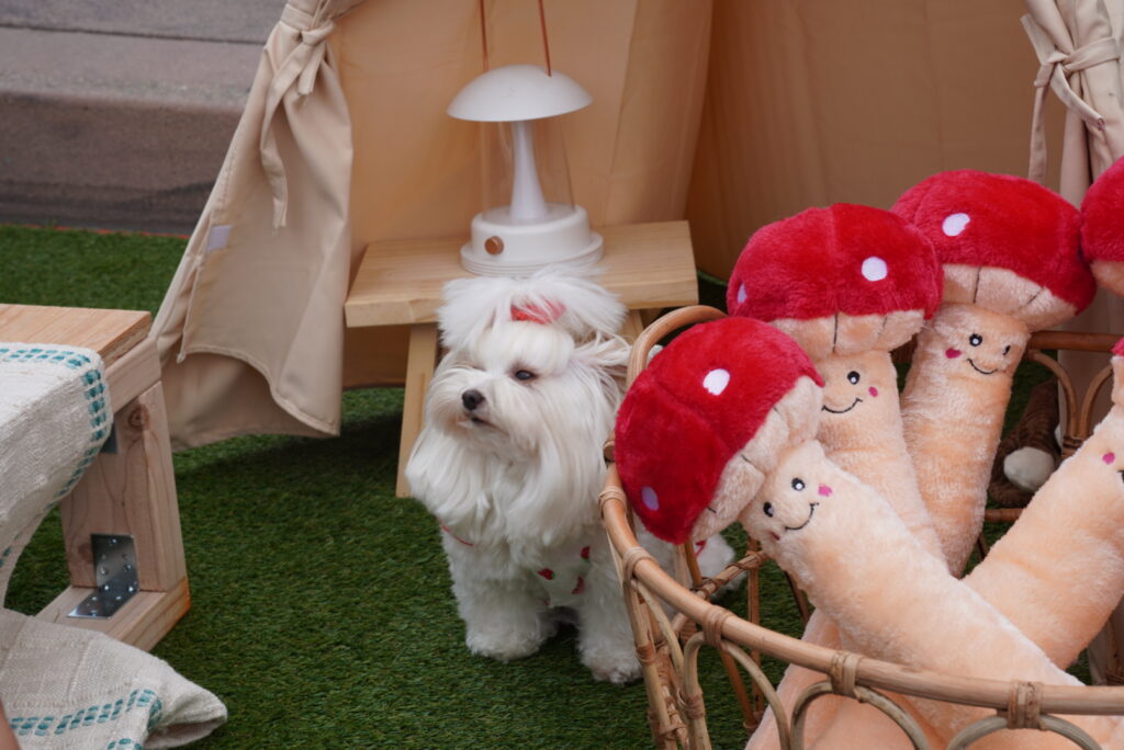 A small white dog with a bow stands near a basket of plush red mushroom toys in front of a tan tent on artificial grass.