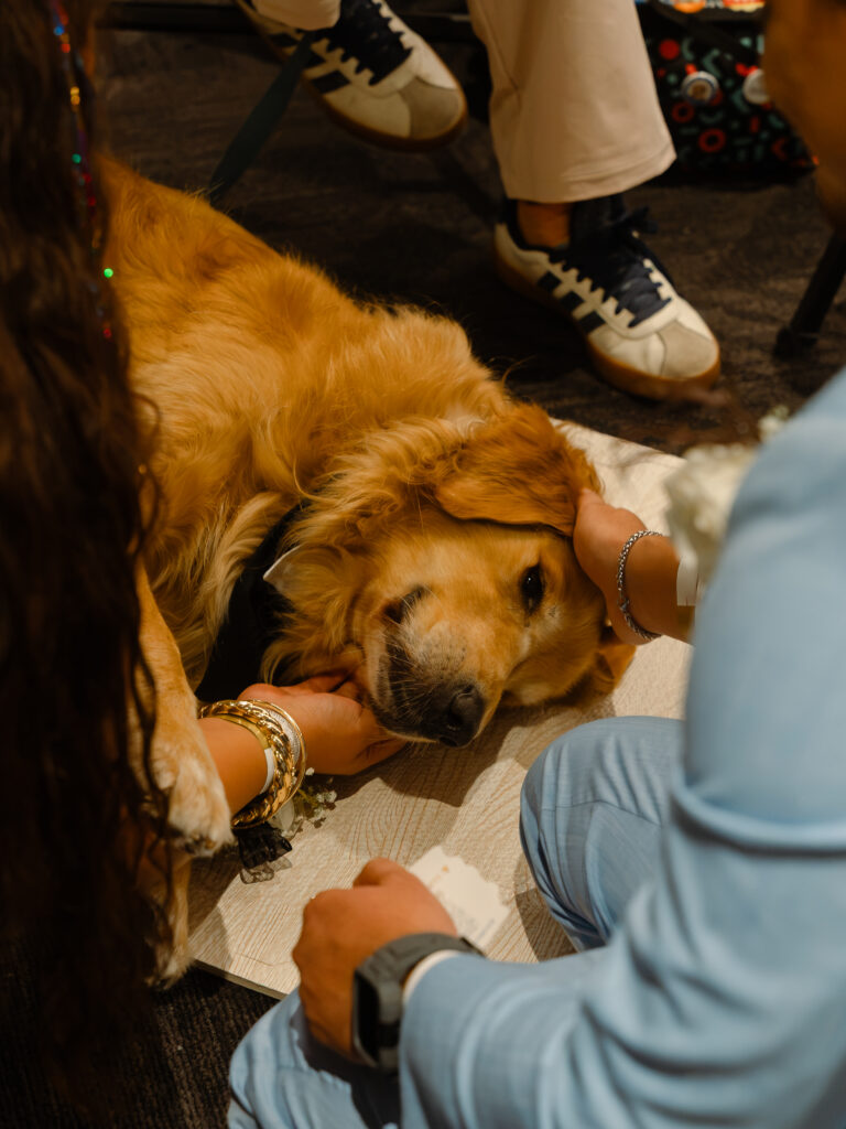 A golden retriever lying on the floor while two people pet its head and chin.