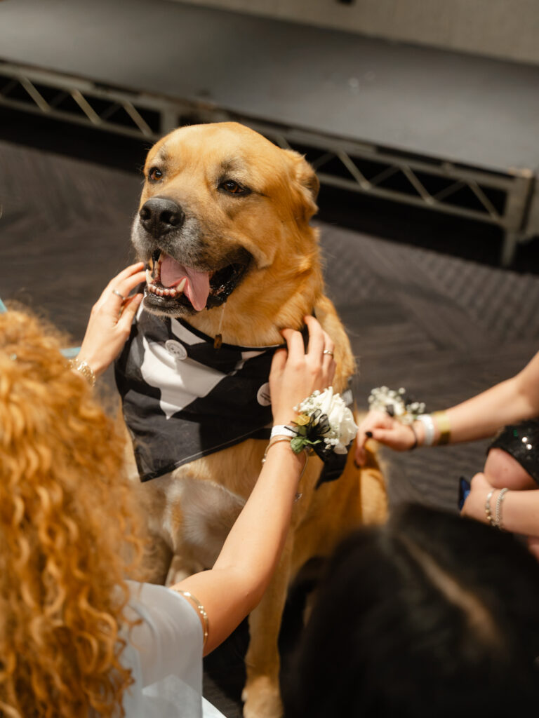 A large golden-brown dog wearing a tuxedo-patterned bandana being petted by people wearing wrist corsages.