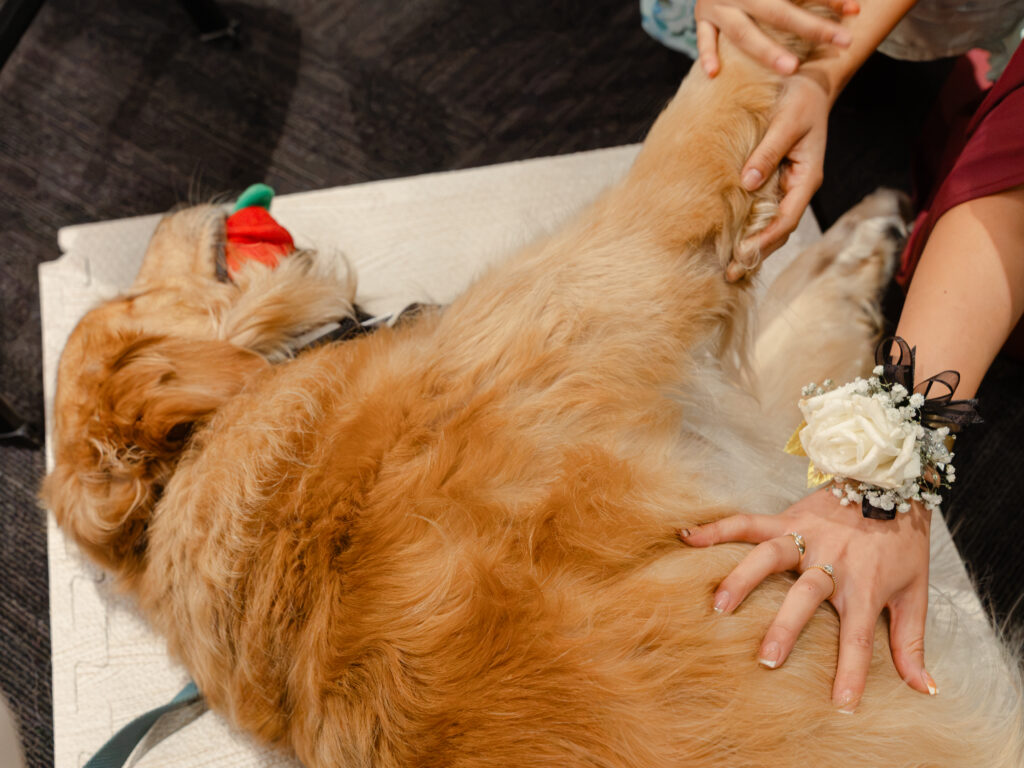 A golden retriever lying on its side while a person wearing a white floral corsage holds its paw.