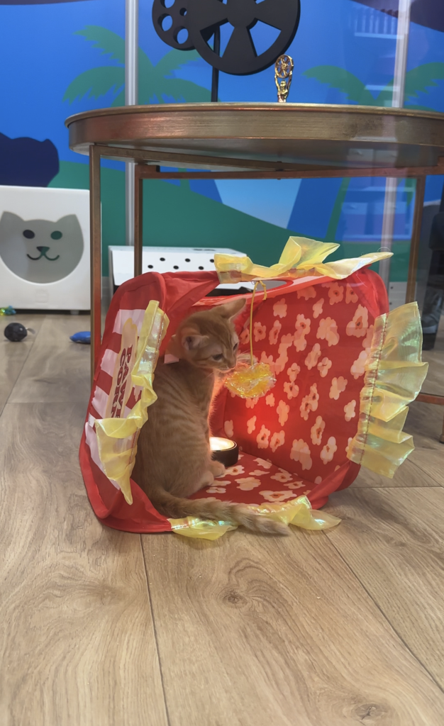 An orange tabby kitten sits inside a red popcorn-themed pop-up play tent with yellow ruffles.